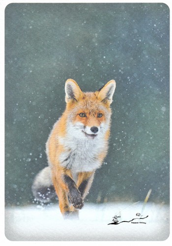 Postkarte rotfuchs im schnee - -,